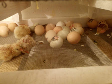 Photo of an incubator with eggs and a newborn chickenの写真素材