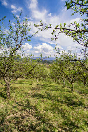 Plum orchardの写真素材