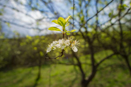 Bunches of plum blossom with white flowers in orchardの写真素材