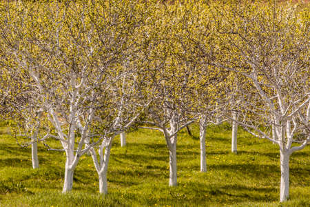 Orchard with white painted  plum blossom treesの写真素材