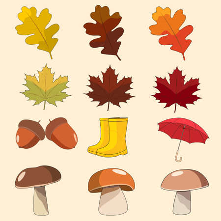 Autumn elements for your disignsのイラスト素材