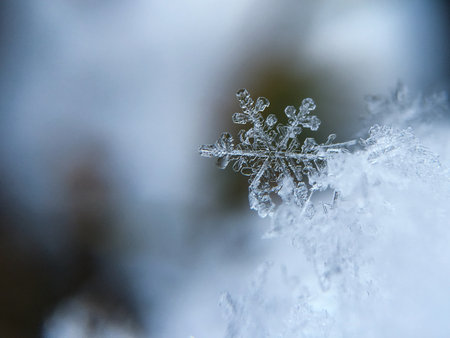 snowflakes on a branch in the snow close-upの写真素材