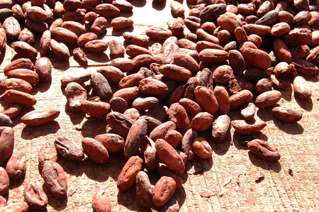 Cocoa beans drying in the sunの写真素材