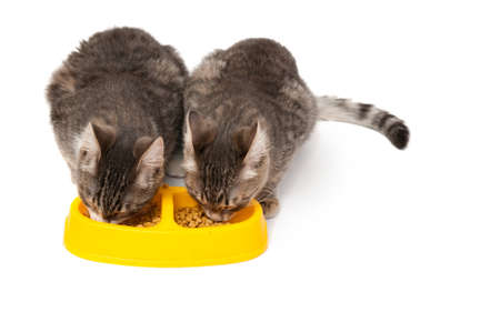 two grey cats eatig food on whiteの写真素材