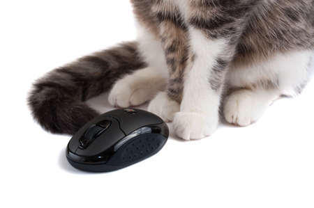 kat siting near wireless mouse closeup. isolated on whiteの写真素材