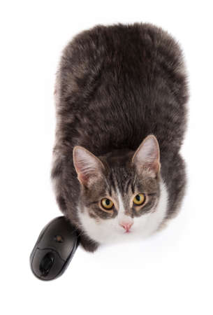 kat siting near wireless mouse. isolated on whiteの写真素材