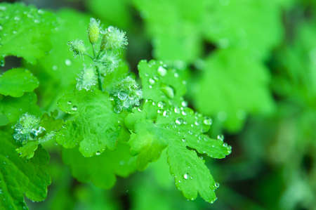 Closeup of green leaf with water drops from dewの写真素材