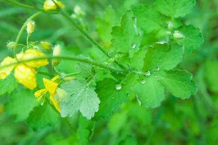 macro of a green leaf with water drops.の写真素材