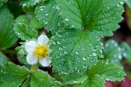 Closeup of green leaf with water drops from dew and flowerの写真素材