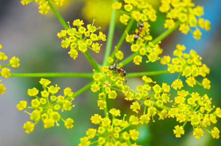 Ant on a yellow flowerの写真素材