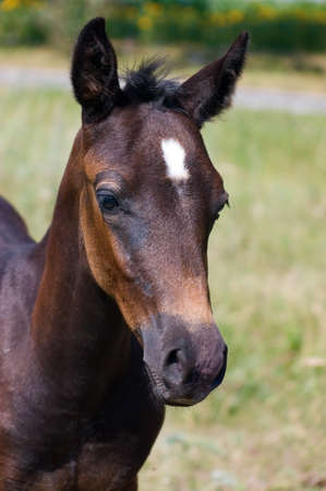 A closeup portrait of the head of a beautiful brown young horse in a country field on a spring dayの写真素材