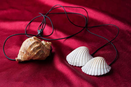 Musical player made of cockleshells
