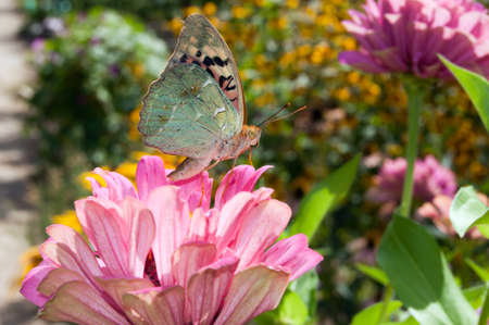 macro photo of butterfly on a flower.の写真素材