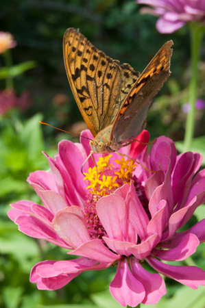macro photo of butterfly on a flower. Collecting pollen.の写真素材