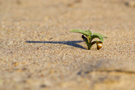 photo of single green plant in the desertの写真素材
