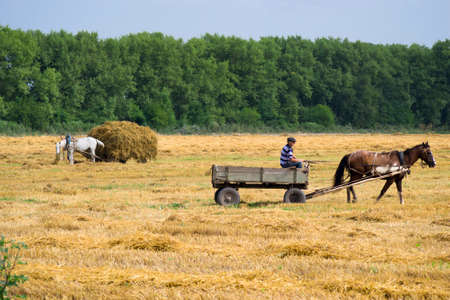 horse in harness came to collect a haystackの写真素材