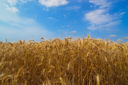 Yellow wheat ready for harvest growing in a farm fieldの写真素材