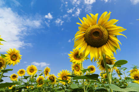 Sunflower in a field of sunflowers in sunny dayの写真素材