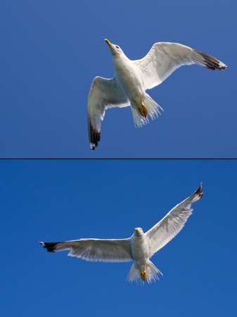 Two pictures of sea bird flying in clean blue skyの写真素材