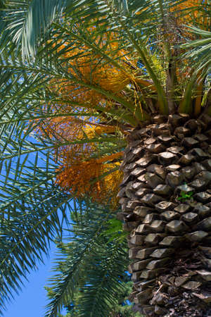 Beautiful tropical palm tree with clear blue skyの写真素材
