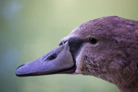 Close up portrait view of young grey swanの写真素材
