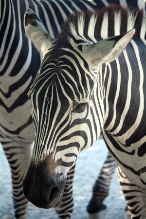 Close-up portrait of a Zebraの写真素材