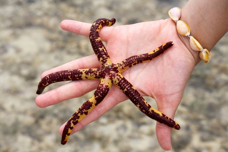 A starfish held in the palm of a handの写真素材