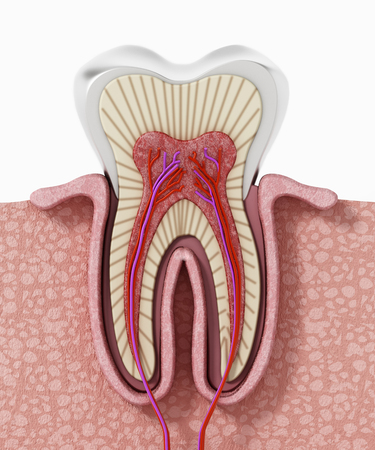 3D structure of a human tooth. 3D illustration.の写真素材