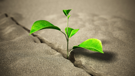 Sprout growing on the desert. 3D illustration.の写真素材