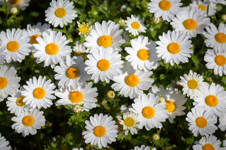daisy flower as an ornamental plant in the gardenの写真素材