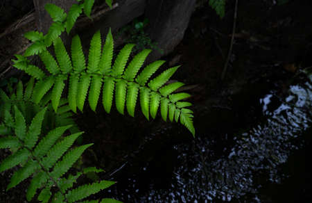 Natural green fern leaves near the tropical garden stream