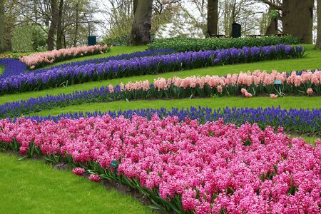 Many beautiful tulips at garden.の写真素材