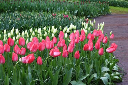 Many beautiful tulips at garden.の写真素材