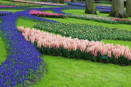 Many beautiful tulips at garden.の写真素材