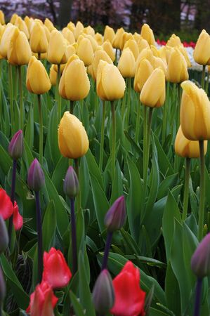 Many beautiful tulips at garden.の写真素材