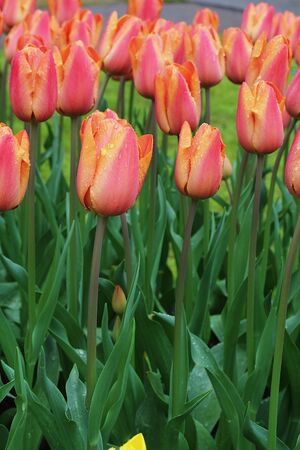 Many beautiful tulips at garden in Holland.の写真素材