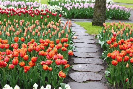 Many beautiful tulips at garden in Holland.の写真素材