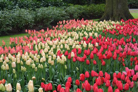 Many beautiful tulips at garden in Holland.の写真素材