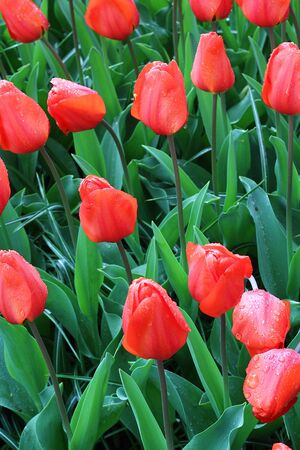 Many beautiful tulips at garden in Holland.の写真素材