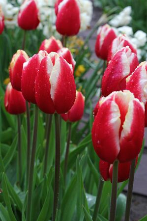 Many beautiful tulips at garden.の写真素材