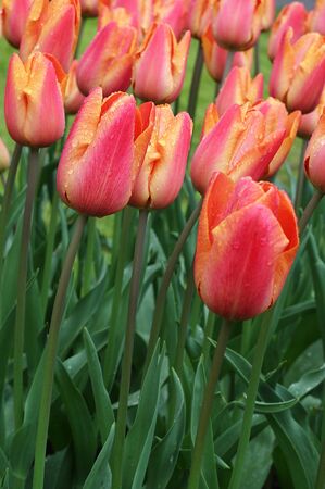 Many beautiful tulips at garden.の写真素材
