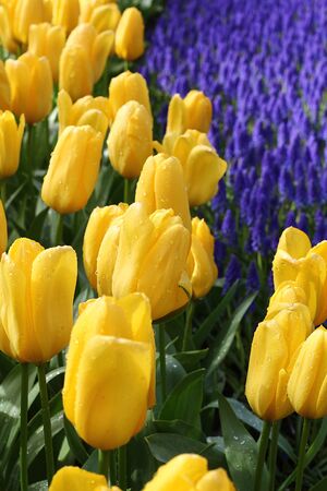 Many beautiful tulips at garden.の写真素材