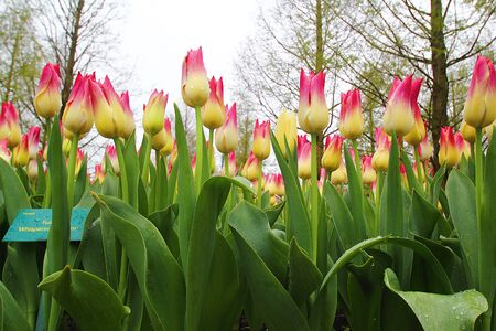 Many beautiful tulips at garden.の写真素材