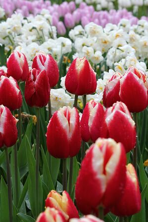 Many beautiful tulips at garden.の写真素材