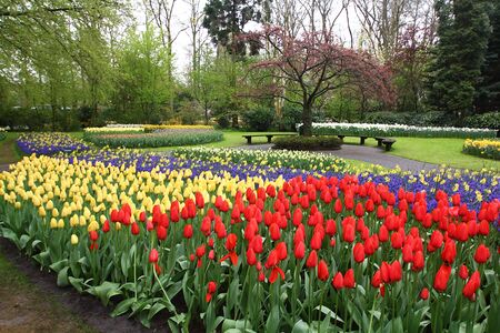 Many beautiful tulips at garden.の写真素材