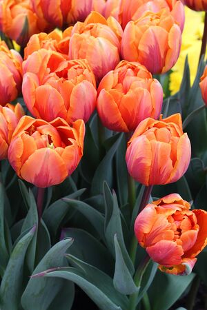 Many beautiful tulips at garden in Holland.の写真素材