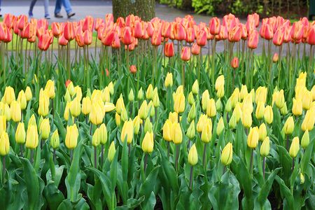 Many beautiful tulips at garden.の写真素材