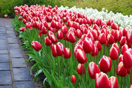 Many beautiful tulips at garden.の写真素材