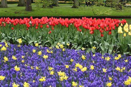 Many beautiful tulips at garden in Holland.の写真素材