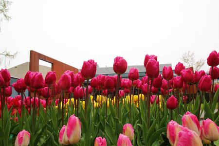 Many beautiful tulips at garden.の写真素材